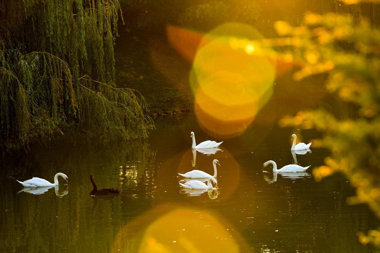 Lacul Verde Resort Ploieşti Eksteriør bilde