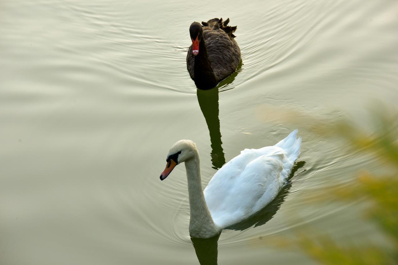 Lacul Verde Resort Ploieşti Eksteriør bilde