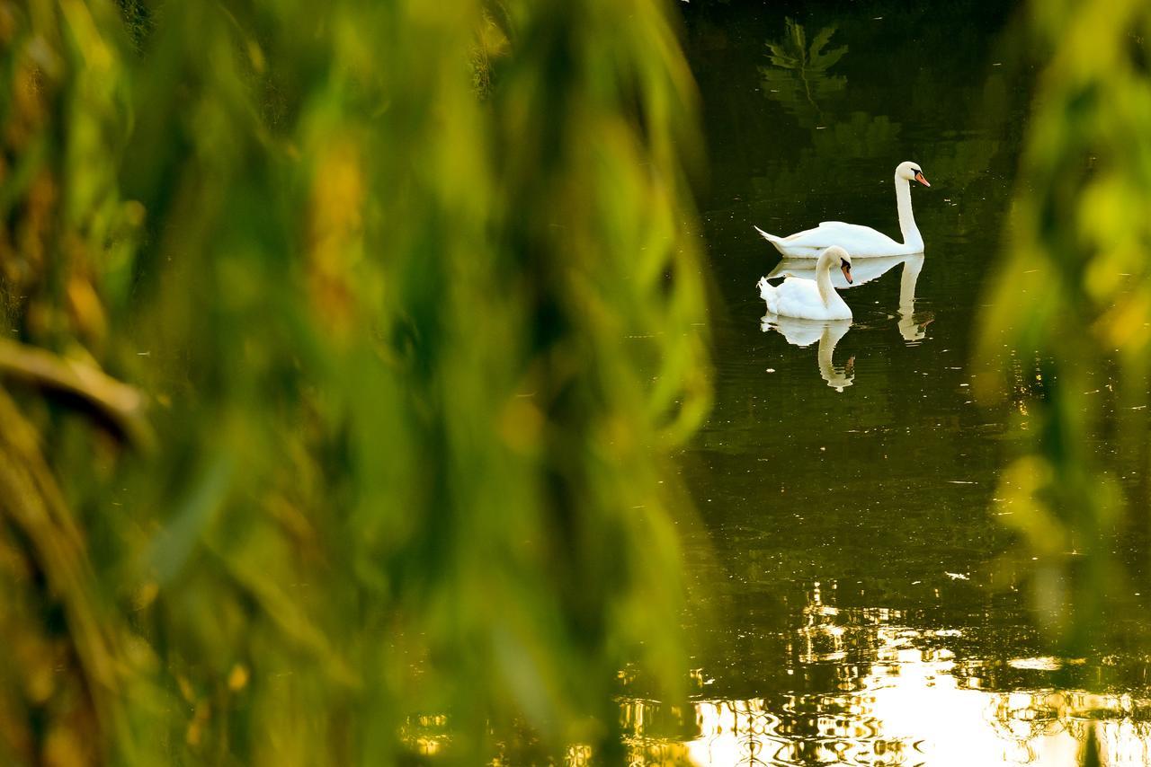 Lacul Verde Resort Ploieşti Eksteriør bilde